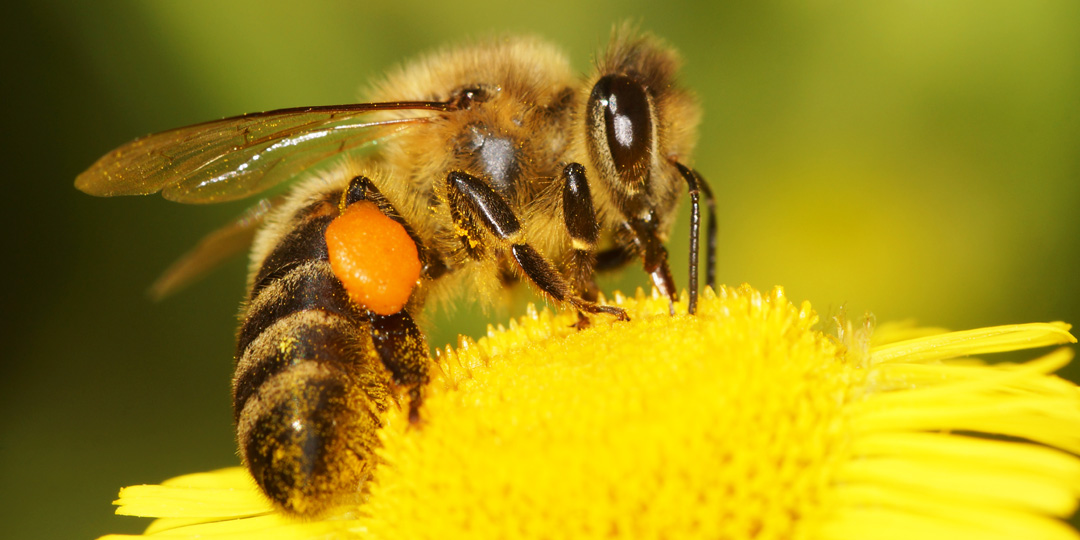 Protection de la biodiversité